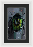 Beetle Focus - Framed Print