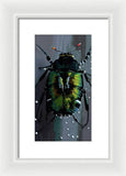 Beetle Focus - Framed Print