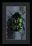 Beetle Focus - Framed Print