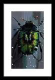 Beetle Focus - Framed Print