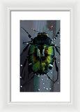 Beetle Focus - Framed Print
