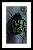 Beetle Focus - Framed Print