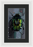 Beetle Focus - Framed Print