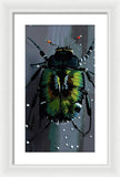 Beetle Focus - Framed Print