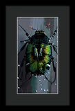 Beetle Focus - Framed Print