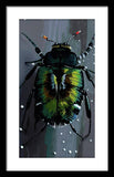 Beetle Focus - Framed Print