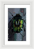 Beetle Focus - Framed Print