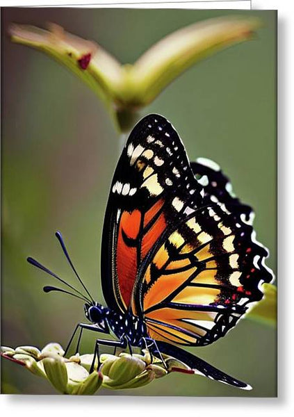 Natures Beauty - Greeting Card