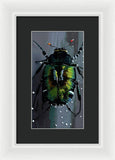 Beetle Focus - Framed Print