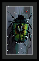Beetle Focus - Framed Print