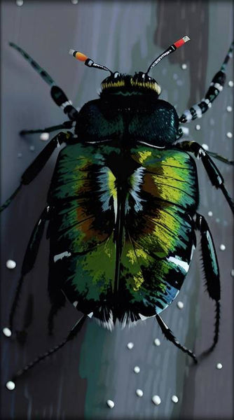 Beetle Focus - Art Print