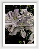 Spring Bloom - Framed Print