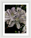 Spring Bloom - Framed Print
