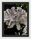 Spring Bloom - Framed Print