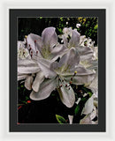 Spring Bloom - Framed Print